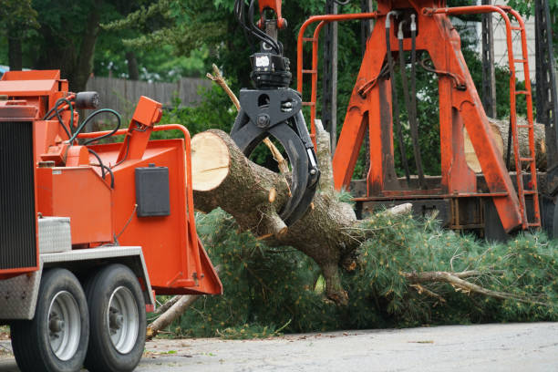 How Our Tree Care Process Works  in  Bolinas, CA